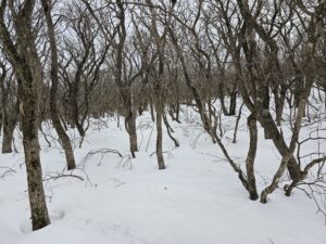 공위지 선자령 트레킹